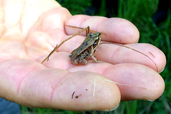 Wood Frog