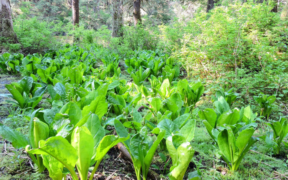 Skunk Cabbage