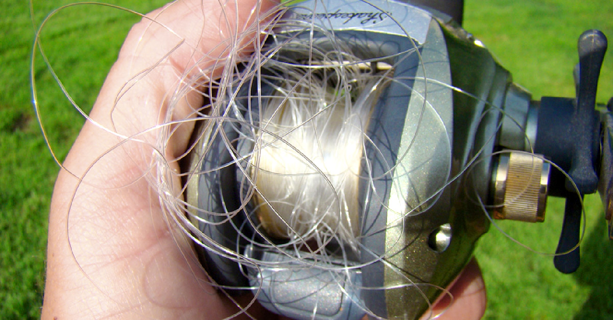 Untangling A Lifetime Of Bird's Nests